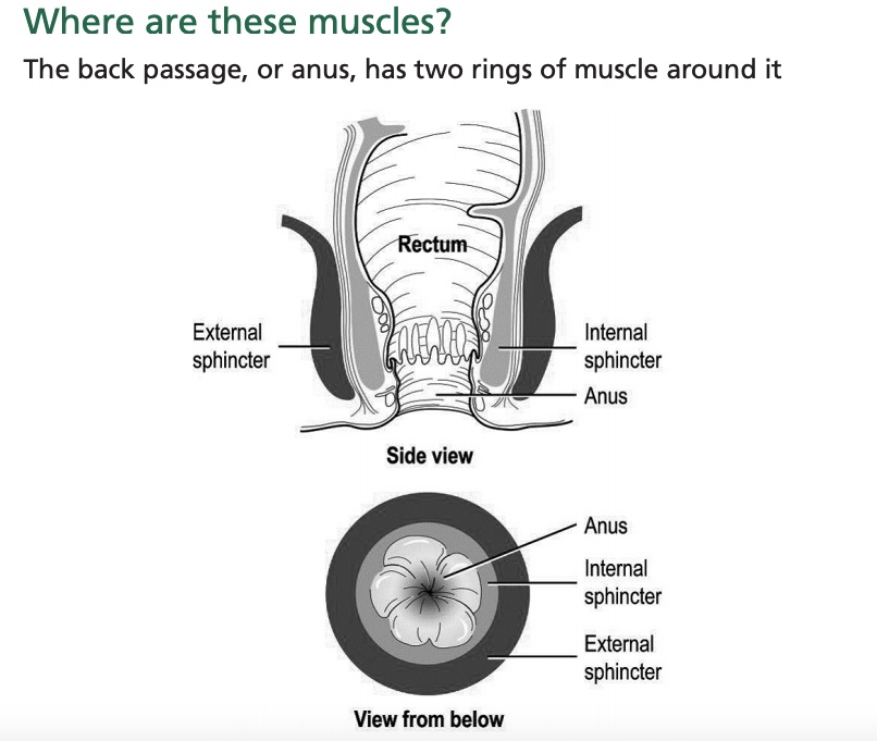 anus sphincter muscle contract in ashwini mudra