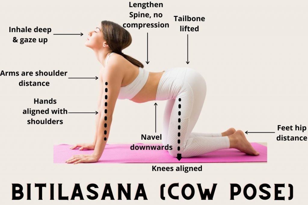 bitilasana performing cues
