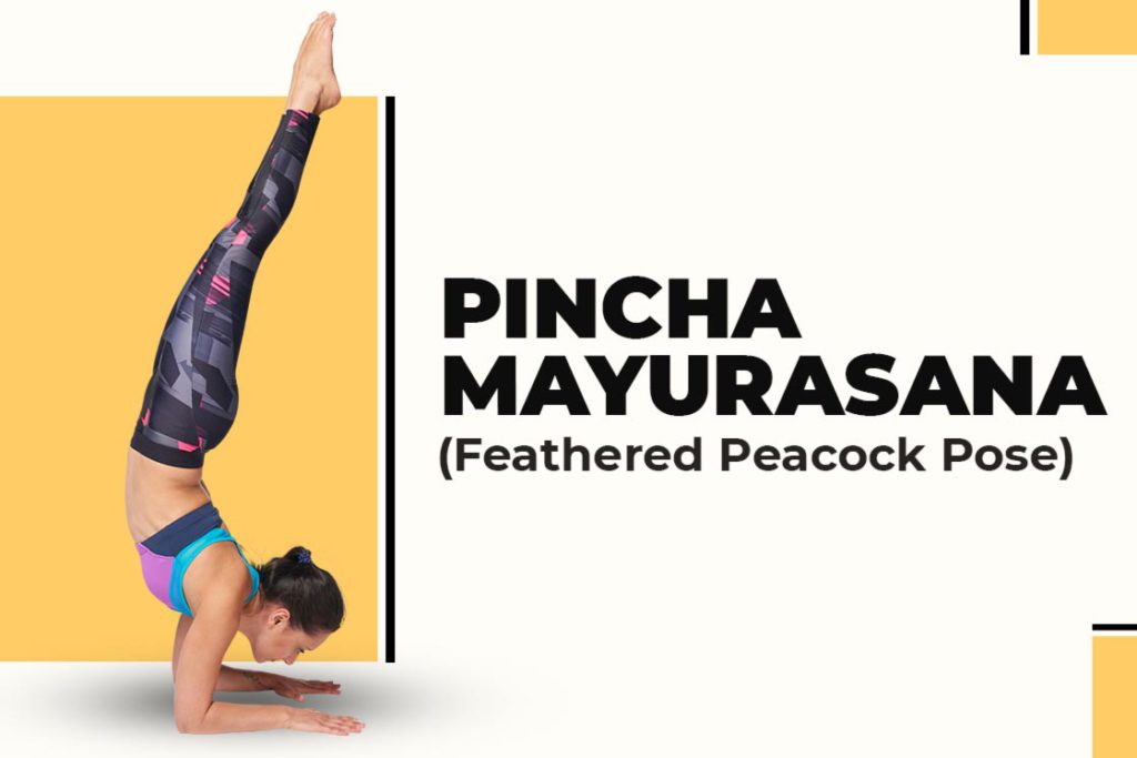 Pincha Mayurasana (Feathered-Peacock-Pose)