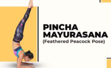 Pincha Mayurasana (Feathered-Peacock-Pose)