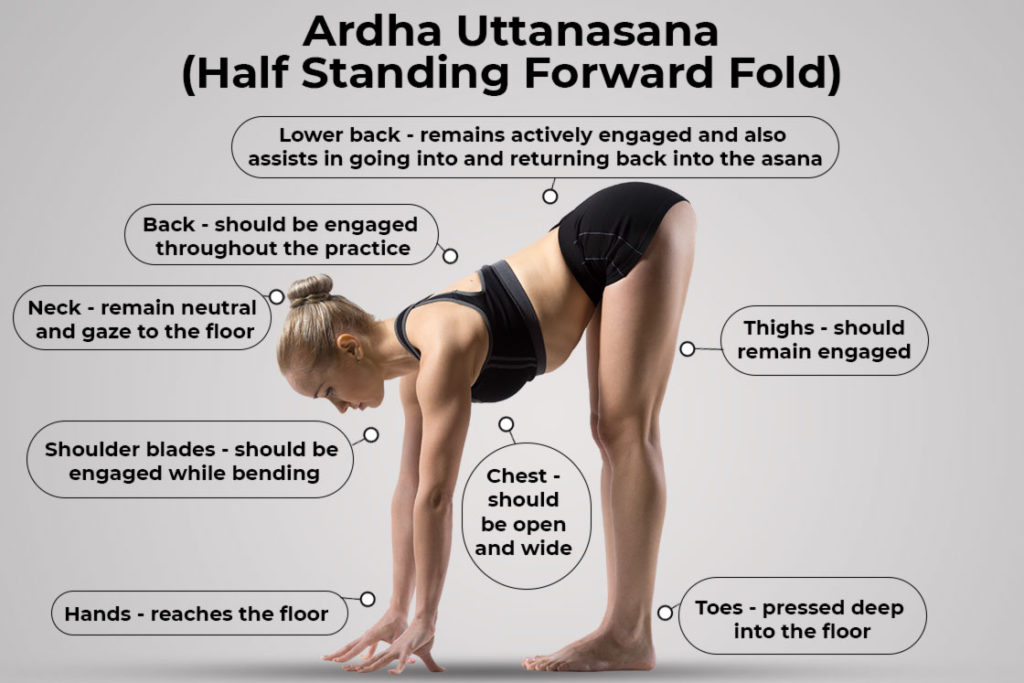 ardha uttanasana how to do cues