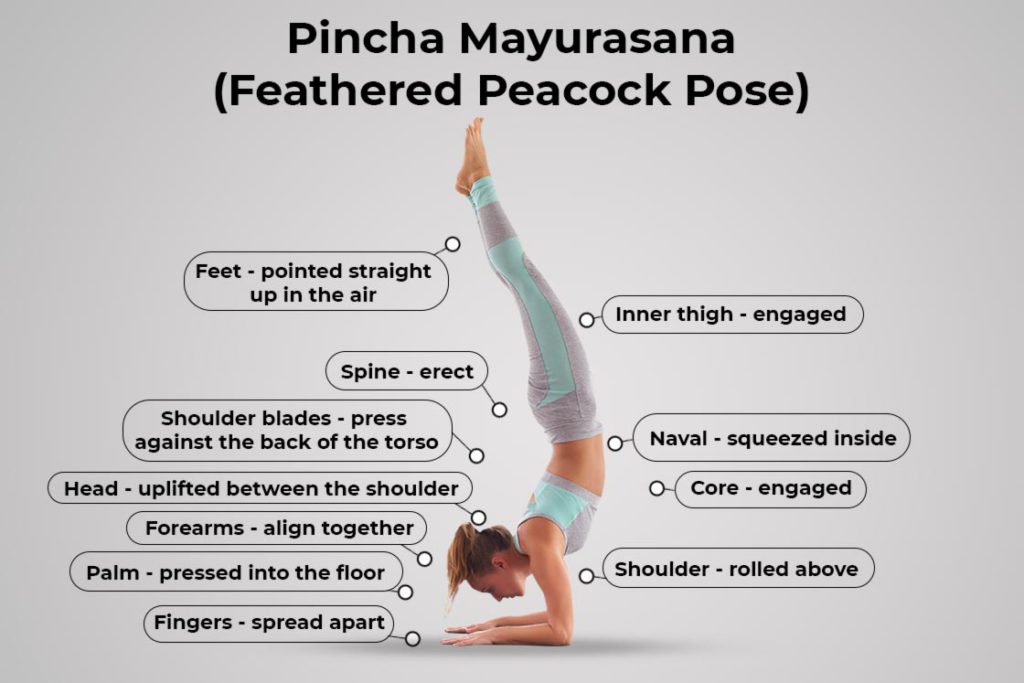 how to do Pincha Mayurasana cues