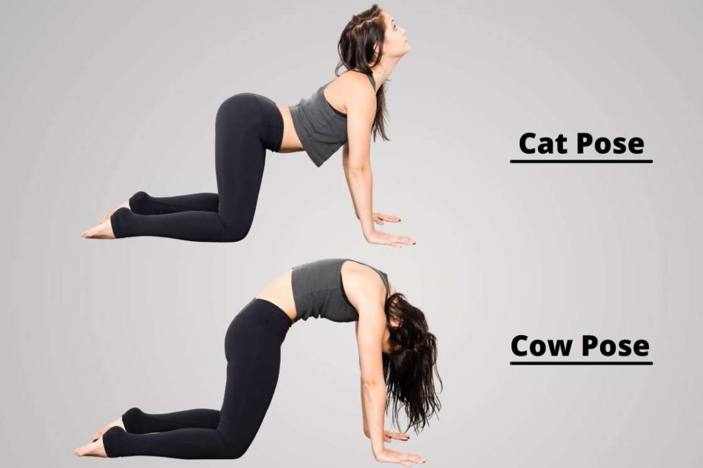 cat cow stretch