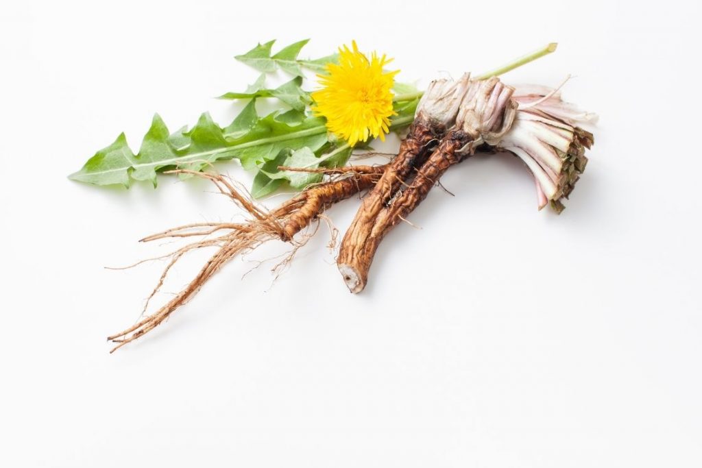 Dandelion root