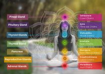 Relationship Between the 7 Chakras and the Endocrine System
