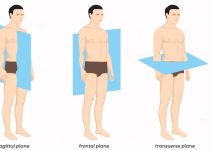 The Three Anatomical Body Planes and Movements – Sagittal, Coronal,& Transverse