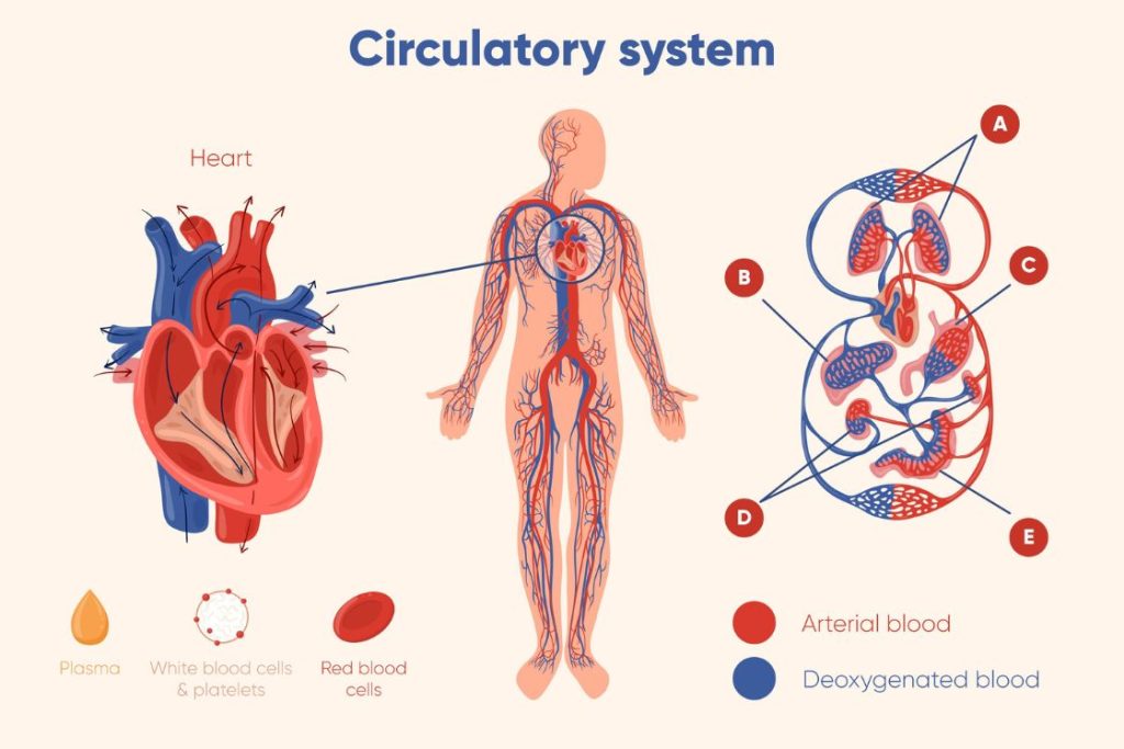 Cardiovascular System