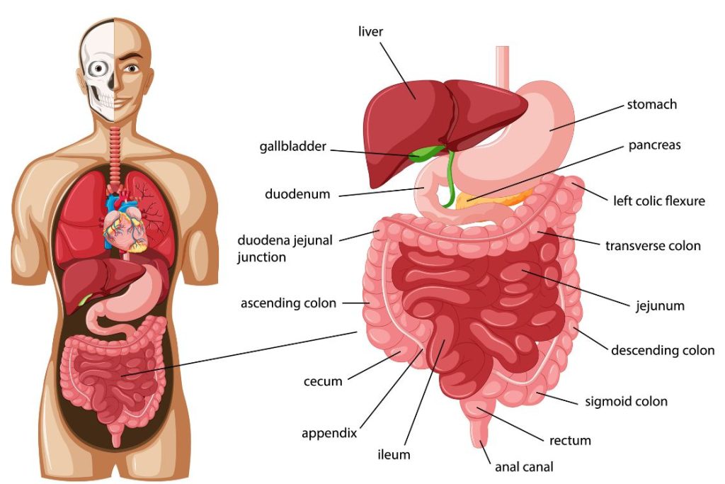 Digestive System