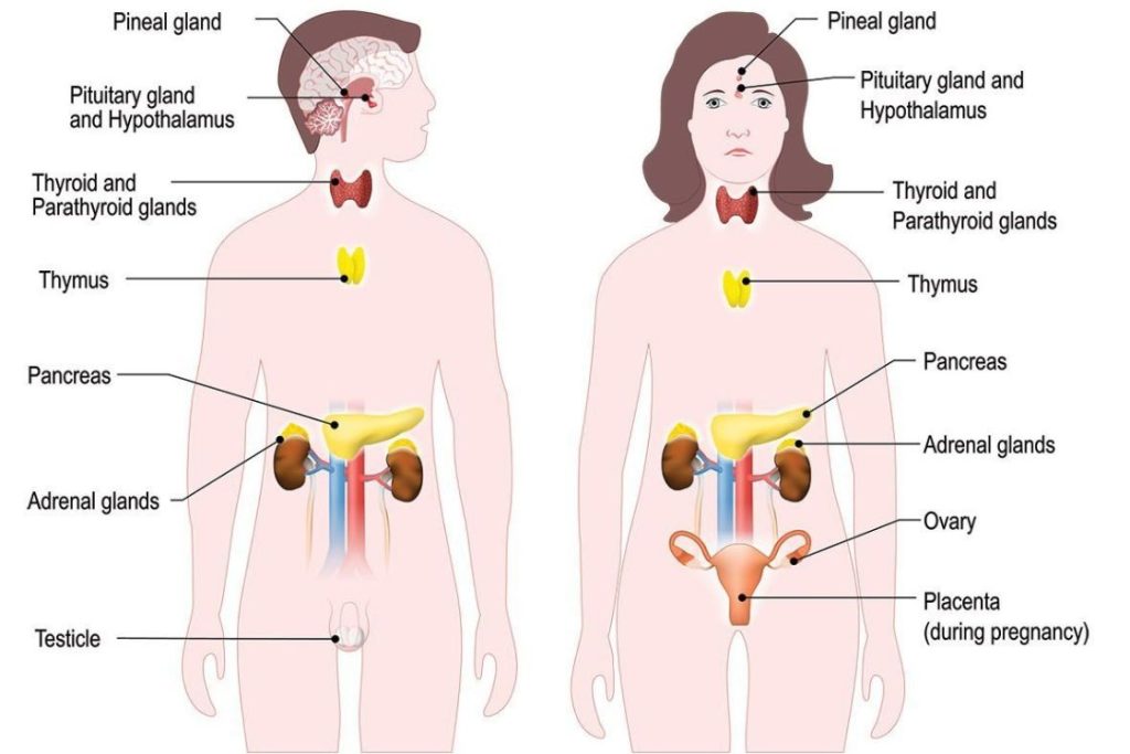 Endocrine System