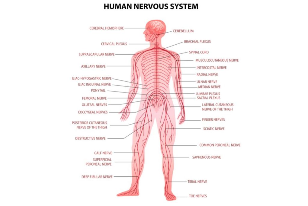 Nervous System