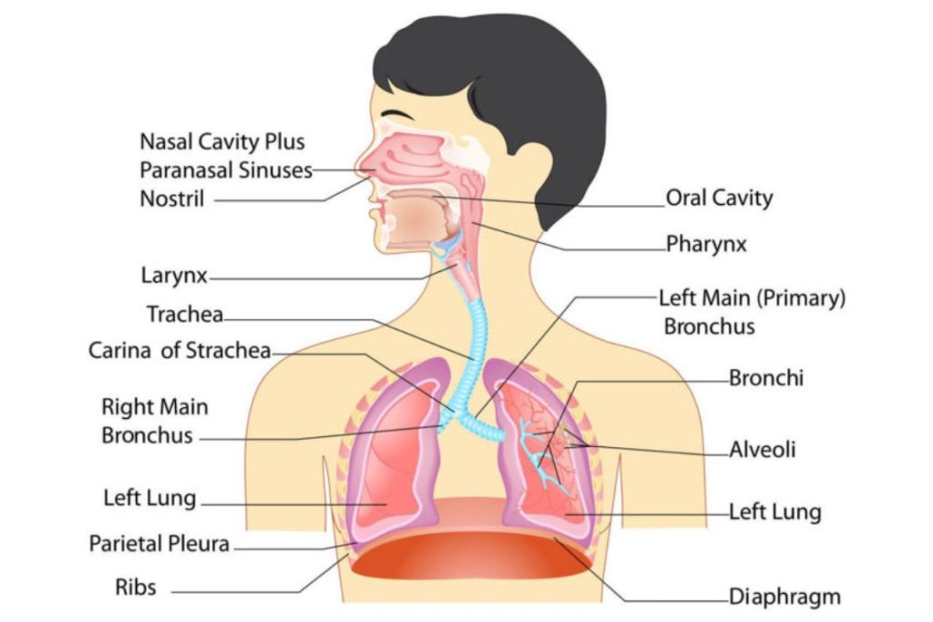 Respiratory System