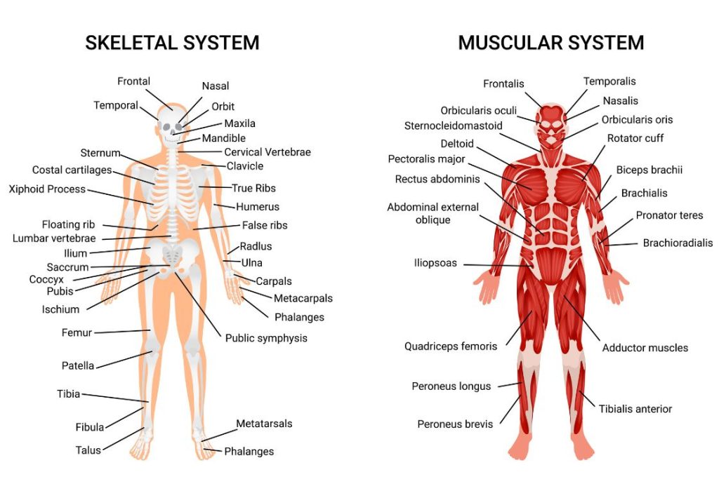 Skeletal & Muscular System