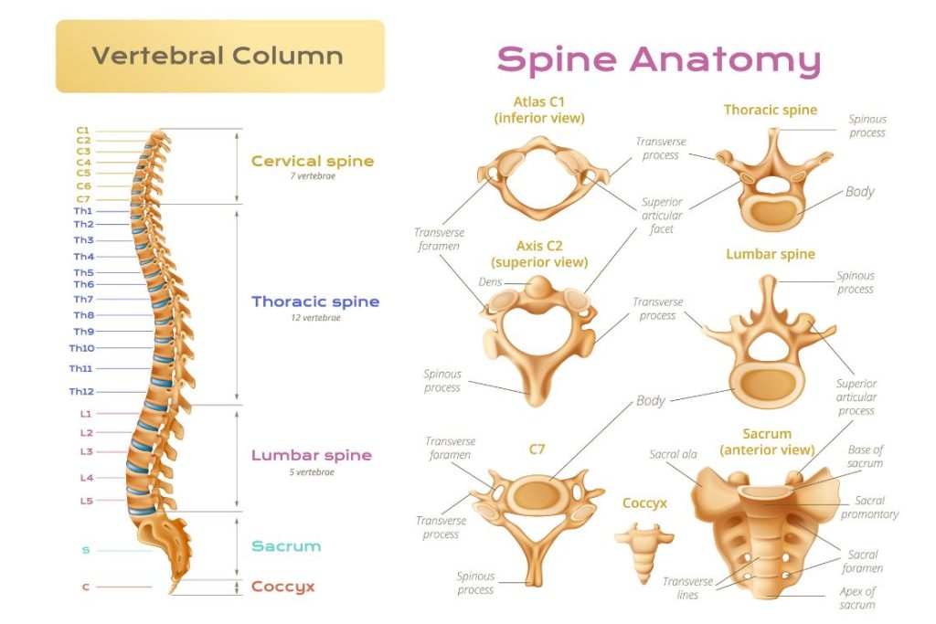 Spine Flexion: Anatomy of the Spine
