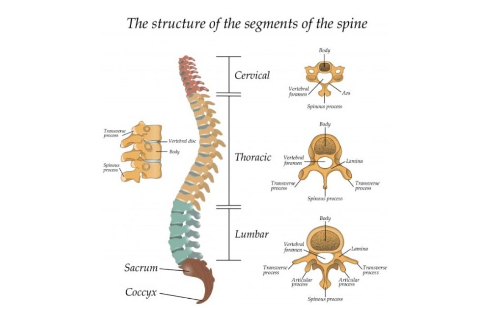 Spine Flexion: A Fundamental Instrument of Well-Being in Yoga