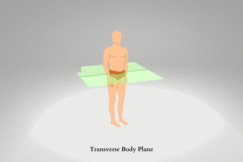 Transverse Body Plane