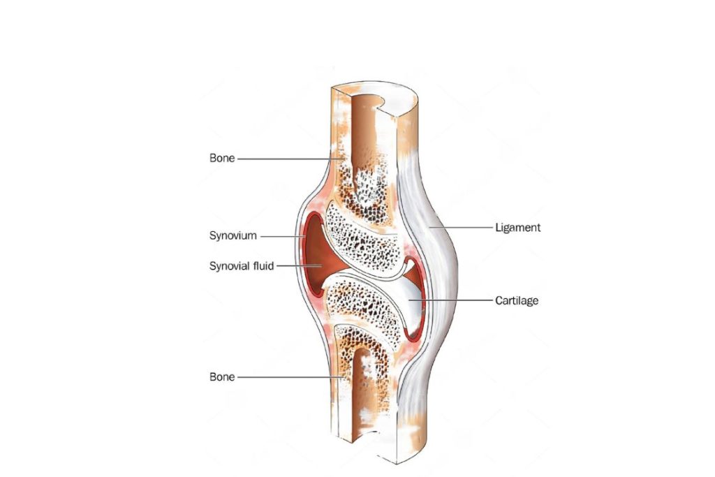 Yoga Thickens Synovial Fluid in Bone Joints