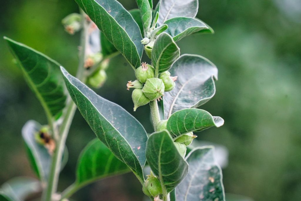 Ashwagandha Herbs for Weight Gain