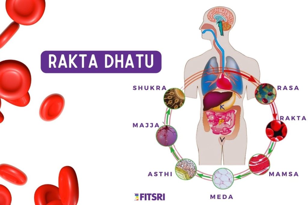 Rakta Dhatu : Blood Tissue in the body